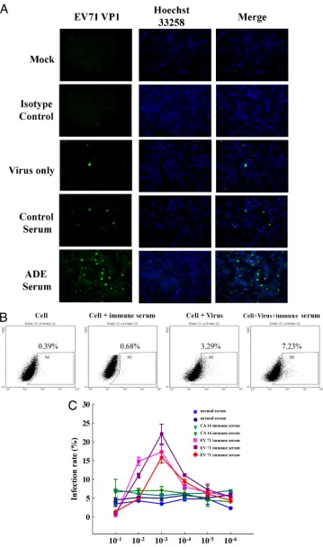 FIG. 3. Anti-EV71 immune serum can enhance EV71 infection on THP-1 cells at subneutralizing concentrations