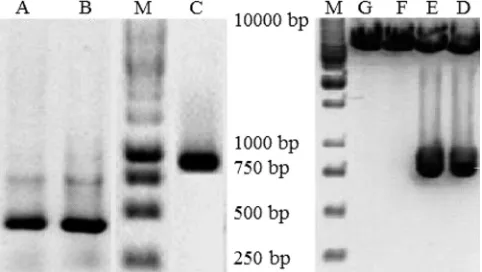 FIG. 3. Detection of recombinant diabody by Immunoblotting.SDS-PAGE was performed with a 12% gel