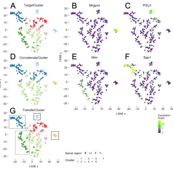 Figure 4.  Clustering example biological data using the transfer learning approach. t-SNE plots of mouse  colonic sensory neurons: colour refers to clusters derived from the three approaches (A) TargetCluster, using  only data from Hockley et al