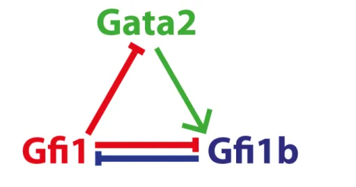 Figure 1.4 Gata2, Gfi1 and Gfi1b form a regulatory triad (Moignard et al. (2013a)).