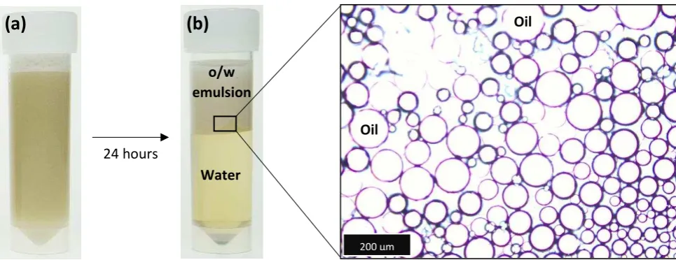 Figure 4: 0 mg/L PSI (a) Post-experimental emulsion after agitation; (b) Separation into stable 3-phase emulsion after 40 seconds; (c) Optical microscope image of oil droplet (x20 mag) 