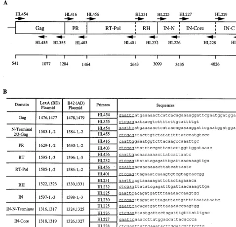 FIG. 1. Construction of two-hybrid fusion proteins. (A) Schematic diagram of the Tf1 proteins tested in the two-hybrid analysis