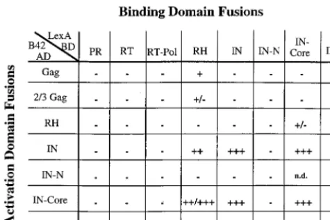 FIG. 2. Interactions between Tf1 proteins. S. cerevisiae5 days);formed with plasmids encoding various LexA-BD fusion proteins, together withplasmids encoding B42-AD fusions