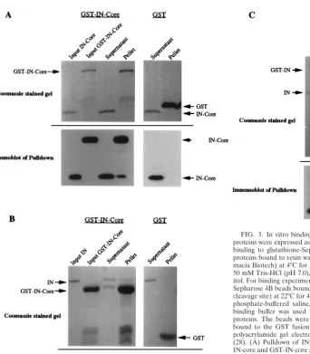 FIG. 3. In vitro binding between IN and IN-core proteins. IN and IN-coreproteins were expressed as GST fusion proteins in bacteria and were puriﬁed by