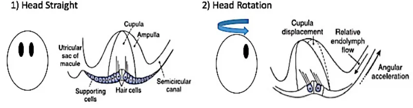 Figure 3: Hair cell movement detection in the otolith organs. Figure adapted by author 