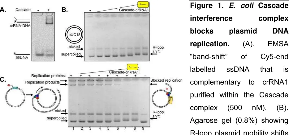 Figure 1. E. coli Cascade 