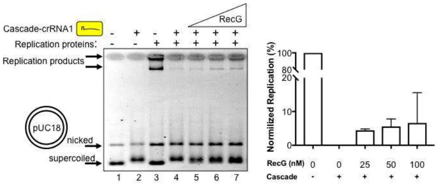 Figure 3. RecG alleviates replication blockage caused by a Cascade R-loop interference complex