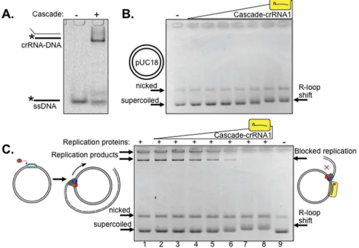 Figure 1. E. colipurified within the Cascade complex (500 nM). (B). Agarose gel (0.8%) showing R-loop plasmid mobility shifts when Cascade-crRNA1 was titrated into pUC18 thatmigrated as supercoiled and nicked DNA as indicated (50 ng)