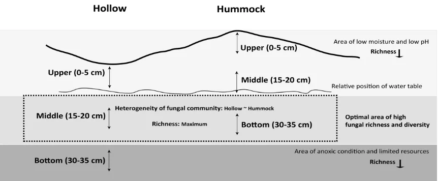 Figure 3.1 Conceptual diagram of the physicochemical driver of fungal communities in hollows and hummocks