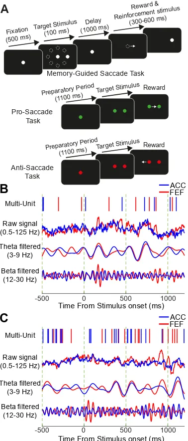 Figure 3.1. Experimental paradigm and sample traces of simultaneously recorded activity  in ACC and FEF