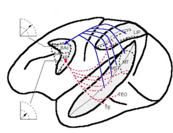 Figure 1.2. Summary of major connections of FEF with visual cortical areas.  The location of specific cortical areas is indicated on a dorsolateral view of the macaque brain
