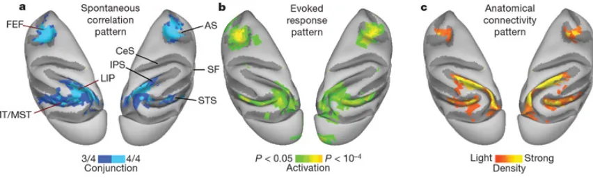 Figure 1.3. Cortical patterns of coherent spontaneous BOLD fluctuations are similar to those of task-evoked responses and anatomical connectivity