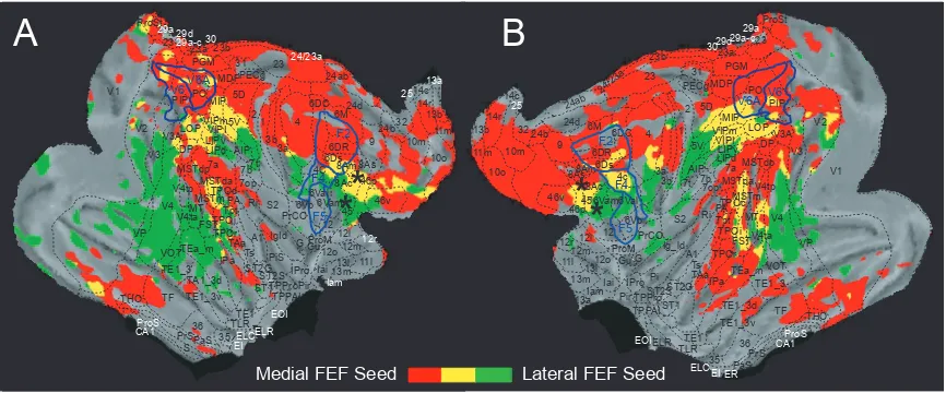 Figure 2.4. Cortical views of both hemispheres flattened to display spatial overlap connectivity patterns of right medial and lateral FEF (A) and left medial and lateral FEF (B)