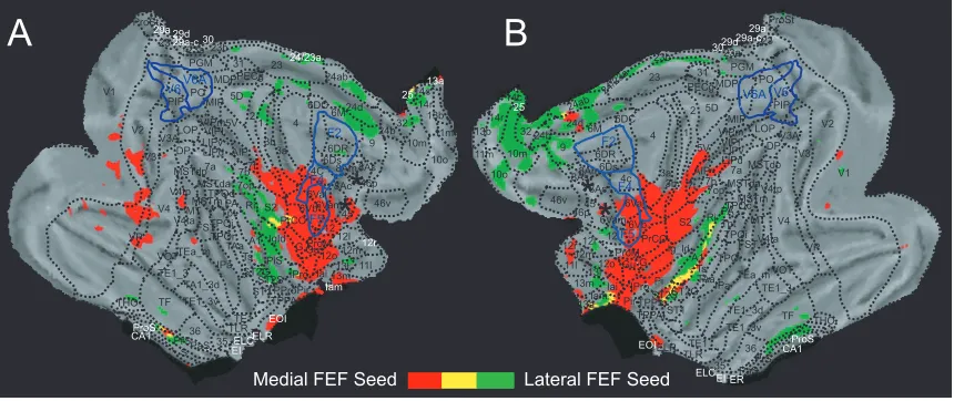 Figure 2.5. Cortical views of both hemispheres flattened to display spatial overlap connectivity patterns of right medial and lateral FEF (A) and left medial and lateral FEF (B)
