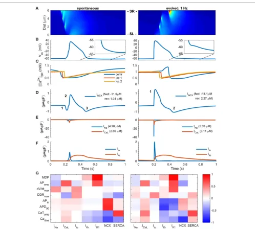 FIGURE 2 | Two modes of Excitation-Contraction coupling in hiPSC-CMs.spontaneous (left) and paced (right) mode