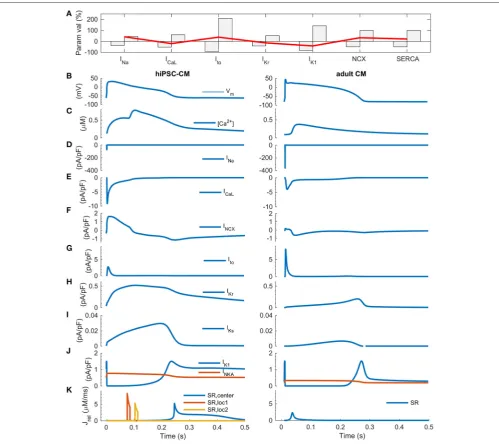 FIGURE 6 | Comparison of ideal hiPSC-CM and adult CMthe database on background (gray bars)