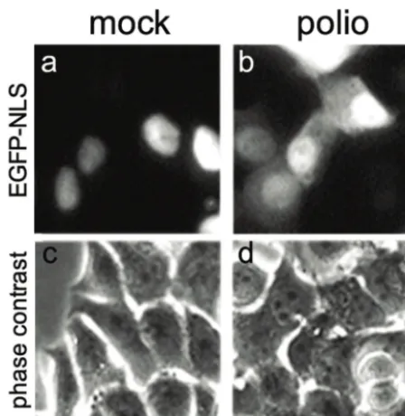 FIG. 7. Efﬂux of EGFP-NLS from the nuclei of poliovirus-infectedcells lacking caspase-3 and -9