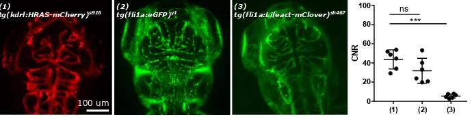 Fig. 3. The CNR in the basal artery was found to diﬀer signiﬁcantly between trans-genic reporter lines, which can be used to visualize diﬀerent subcellular components ofvascular endothelial cells such as (1) membrane, (2) cytosol, (3) ﬁlamenteous actin (n= 6 embryos).