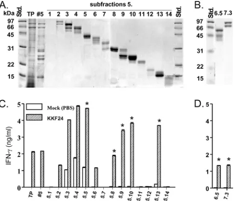 FIG. 3. Screening of respective whole-gel elution fractions thatcontain potential T-cell antigens
