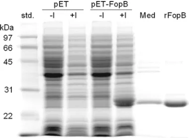 FIG. 6. FopB is a T-cell reactive antigen. CD4�lation between KKF24- and mock-vaccinated CD4icant atriched from KKF24- or mock (PBS)-vaccinated HLA-DR4 tg mice andstimulated with increasing concentrations of rFopB in the presence ofhuman APCs expressing HL