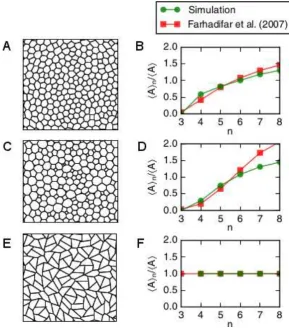 Figure 2: Cell packings depend on the vertex model parameters Λ and Γ. (A,C,E)Subsections of the tissue at the end of the simulation for diﬀerent parameter values.Cellshapes diﬀer between the parameter values