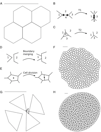 Figure 1: Simulation setup and boundary conditions (A) The initial condition comprisesfour hexagonal cells