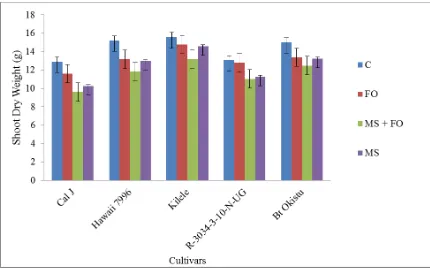 Figure 4.4:  Mean shoot dry weight of tomato cultivars when subjected to F. oxysporum and Meloidogyne spp