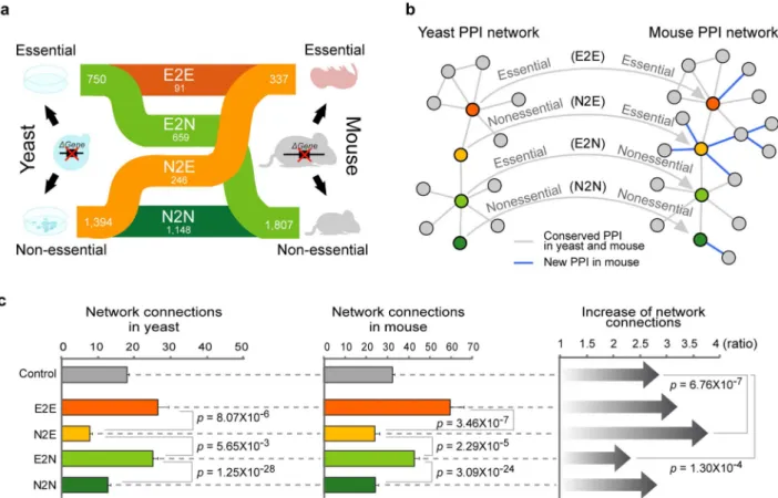 Figure 2 | Comparison of network connections in various species. (a) Increase in network connections by the complexity of organisms