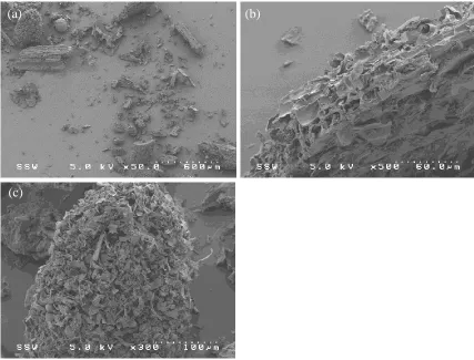 Figure 3-2: SEM images of the biochar powder. 