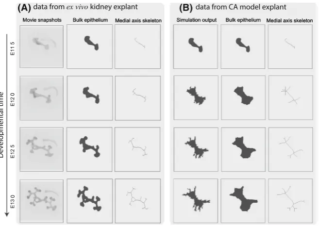 Fig. 3 Comparison of branching patterns associated withmodel. Image processing techniques (see Sect.cells (middle panel) and then to generate the medial axis skeleton (right panel), which characterises theshape of the growing explant