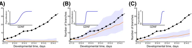 Fig. 6 Series of simulation results showing how the shape of the GDNF-mediated proliferation switchinﬂuences the branching dynamics