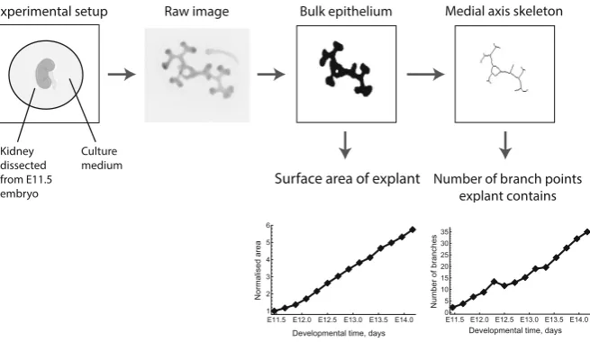 Fig. 1 Workﬂow used to extract data from the explant images. The same process is applied to simulationresults generated from the CA model