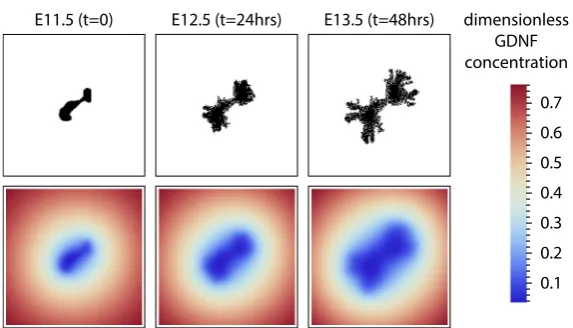 Fig. 2 A series of plots from a typical CA simulation illustrating the interaction between epithelial cellpositions (top) and GDNF level (bottom)