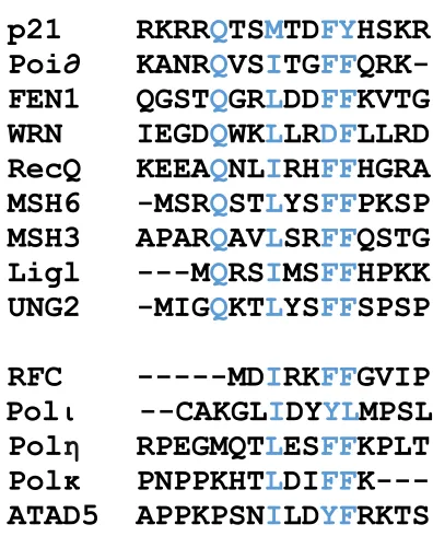 Figure 2. Sequence alignment of human proteins containing PIP boxes. The consensus sequence is shown with the alignment, where x being any amino acid, ψ being the hydrophobic residues L, M, or I and ϑ being the aromatic residues F or Y