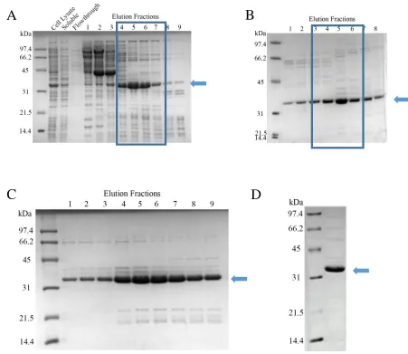 Figure 6. Purification of human proliferating cell nuclear antigen (PCNA) (28.7 kDa). SDS-PAGE analysis after each stage of chromatography