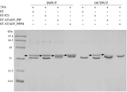 Figure 8. Pull-down assay showing the interaction between ATAD’s PIP box and PCNA. Excess GST or GST-fused protein was immobilized onto glutathione resin