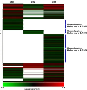 FIG. 1. Pearson centered hierarchical clustering analysis of M. tuberculosisPeptides binding to only one of the MHC class II alleles can be identiﬁed, as well as peptide groups that bind to only two or a to a single MHCclass II molecule