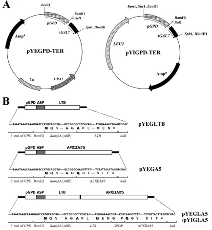 FIG. 1. (A) Schematic diagram of pYEGPD-TER and pYIGPD-TER yeast expression vectors. The boxes represent genes or their corre-sponding functional domains
