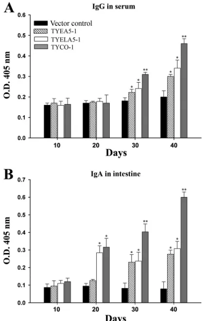 FIG. 5. Survival rates of mice fed S. cerevisiaea minimal lethal dose of theisolate.TYELA5-1, and TYCO-1 is represented by after challenge with A