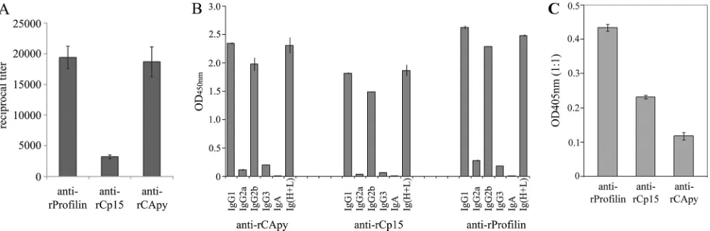 FIG. 2. Interaction of antibodies raised against rCApy, rCp15, and r-proﬁlin with C. parvumand proﬁlin.anti-rCApy, anti-rCp15, and anti-r-proﬁlin
