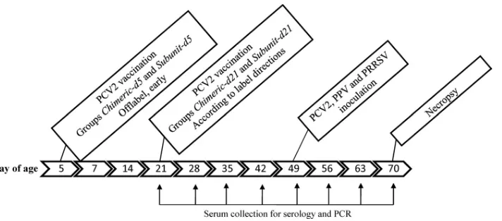 FIG. 1. Experimental design. All serum samples collected were tested for the presence of PCV2 antibody