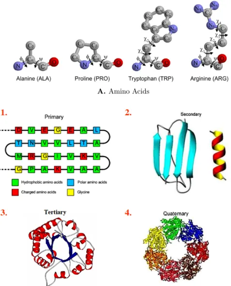 Figure 1-2: A) Some examples of amino acids. B) Protein structure is described in a hier- hier-archical manner, ranging from a primary structure to a quaternary structure.