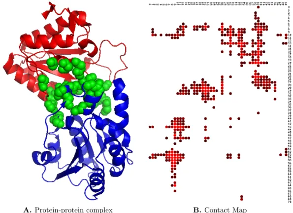Figure 1-4: A) A binary PPI complex. Red and blue are two proteins, and the interface residues are highlighted in green