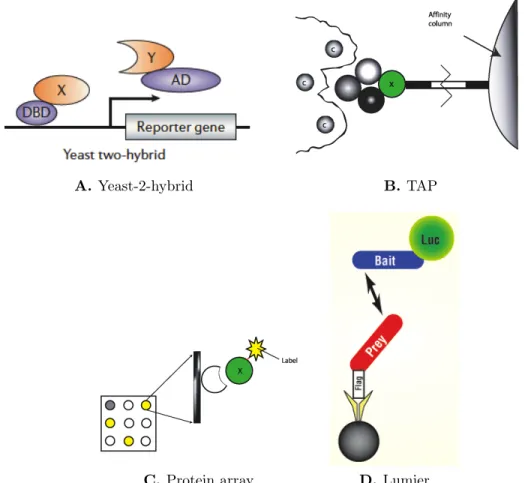 Figure 1-6: Schematics of the popular HTP techniques for PPI detection. A) Yeast-2-hybrid method involves fusing the two candidate proteins (X and Y) to a DNA binding domain (DBD) and an activator domain (AD) of a transcriptional factor