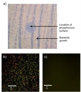 Figure 2-3: Antibacterial testing results for a surface containing 47.5 wt% of 2.1 and cured under N2 : a) Image of an agar plate showing the absence of bacterial growth where the phosphonium surface was placed, following 24 h incubation with S