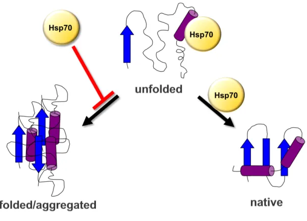 Figure 1.1. Model of Hsp70-mediated folding 