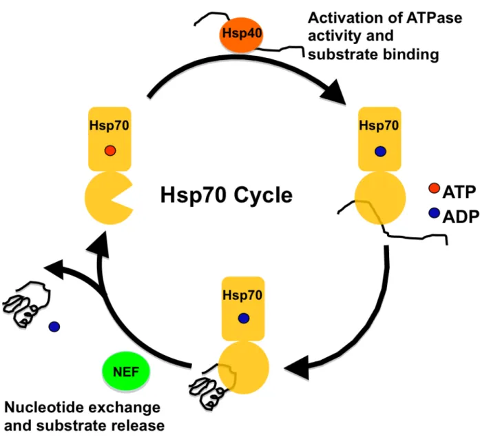 Figure 1.2. Hsp70 Cycle 