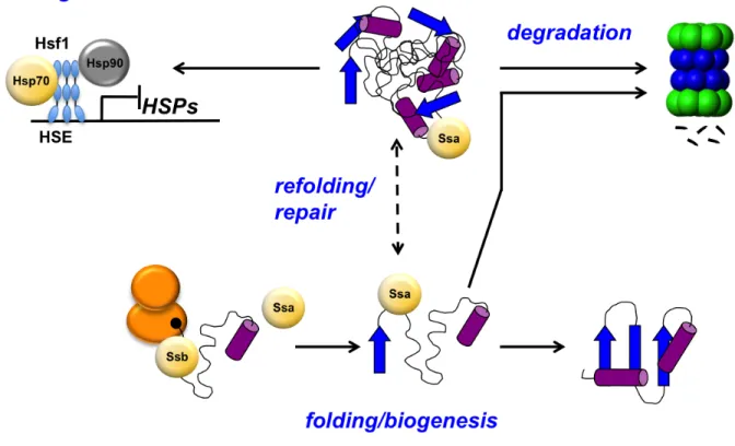 Figure 1.3. Hsp70-mediated functions  