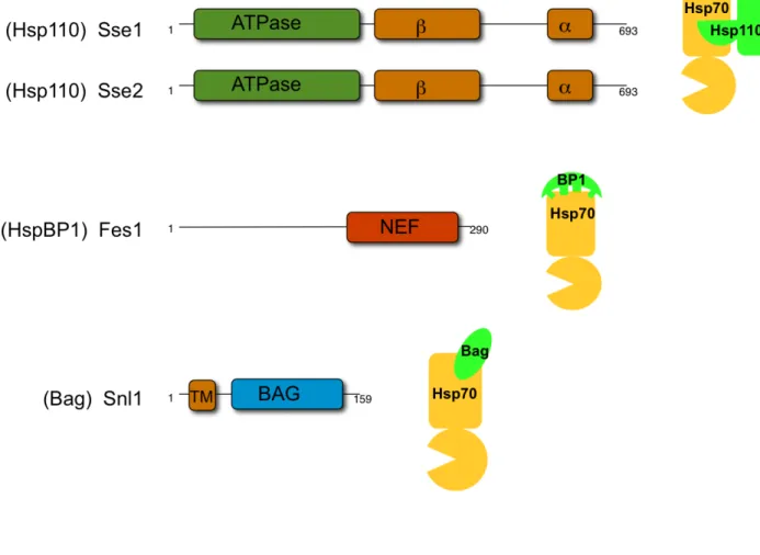 Figure 1.4. Cytosolic Hsp70 nucleotide exchange factor (NEF) architectures and  interaction interfaces  