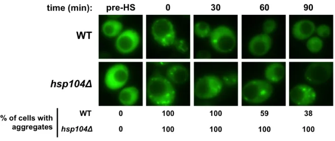 Figure 3.3. FFL-GFP refolding microscopy 